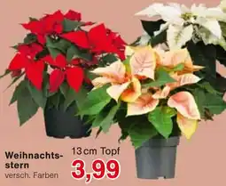 Wiglo Wunderland Weihnachtsstern Angebot