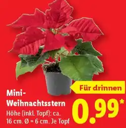 Lidl Mini Weihnachtsstern Angebot