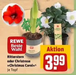REWE Ritterstern oder Christrose Christmas Carol Angebot