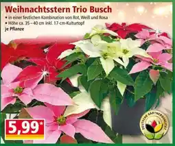 Norma Weihnachtsstern Trio Busch Angebot