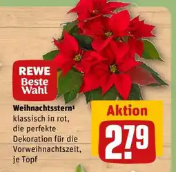 REWE Weihnachtsstern Angebot