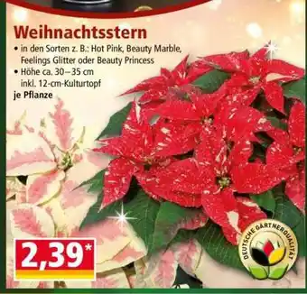 Norma Weihnachtsstern Angebot