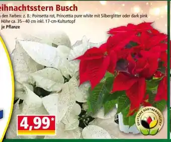 Norma Weihnachtsstern Busch Angebot