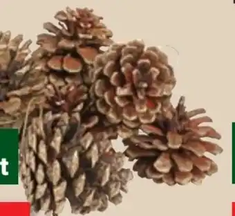 Thomas Philipps Deko-Tannenzapfen Angebot