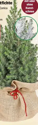 Thomas Philipps Zuckerhutfichte Angebot