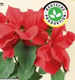 Thomas Philipps Weihnachtsstern Angebot