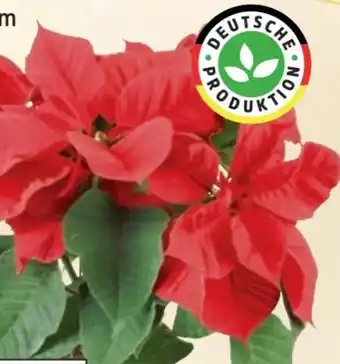 Thomas Philipps Weihnachtsstern Angebot