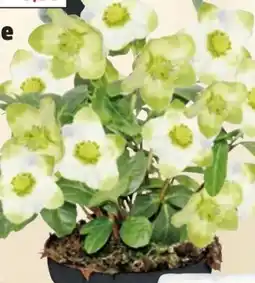 Thomas Philipps Christrose Angebot