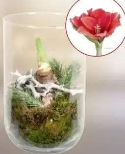 Thomas Philipps Amaryllis im Glas Angebot