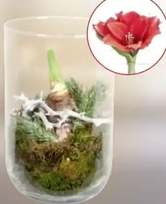 Thomas Philipps Amaryllis im Glas Angebot