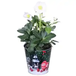 toom Baumarkt Helleborus Angebot