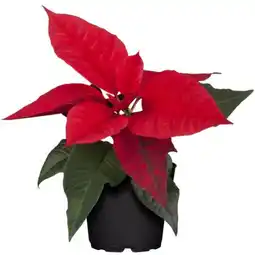 toom Baumarkt Fairtrade Weihnachtsstern Angebot