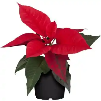 toom Baumarkt Fairtrade Weihnachtsstern Angebot