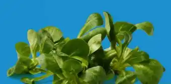 Lidl Feldsalat Angebot