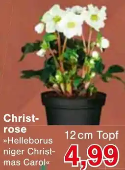 Wiglo Wunderland Christrose Angebot