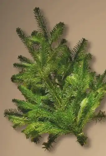 NETTO Nordmann Handbunde Angebot