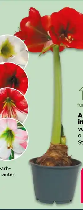 NETTO Amaryllis Angebot