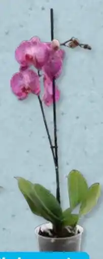 Aldi Süd Phalaenopsis Angebot