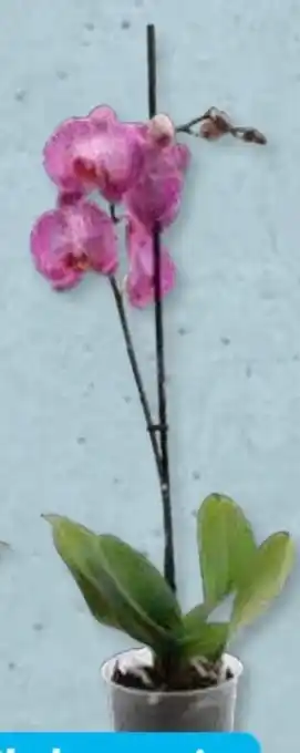 Aldi Süd Phalaenopsis Angebot