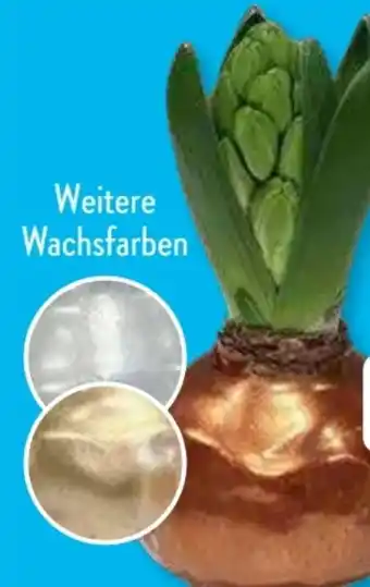 Aldi Süd Gardenline Hyazinthen Angebot