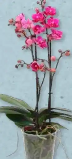 Aldi Süd Phalaenopsis Multiflora Angebot