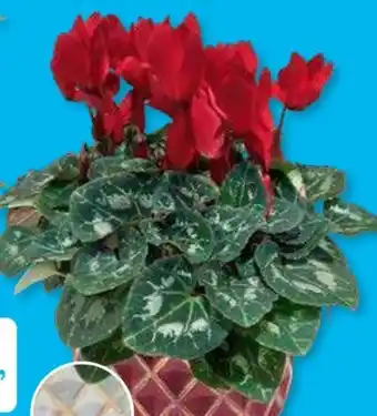 Aldi Süd Gardenline Alpenveilchenschale Angebot