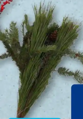 Aldi Süd Adventsgrün Angebot