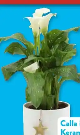 Aldi Süd Gardenline Calla Angebot