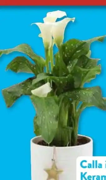 Aldi Süd Gardenline Calla Angebot
