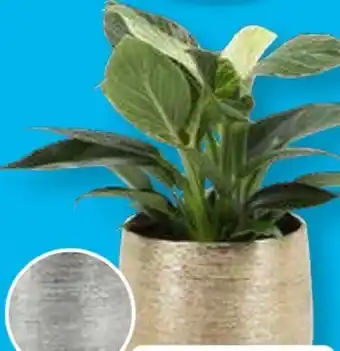 Aldi Süd Gardenline Philodendron Angebot