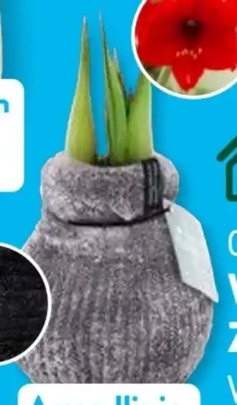 Aldi Süd Gardenline Amaryllis Angebot