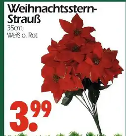 Wreesmann Weihnachtsstern-strauß Angebot