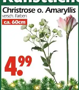 Wreesmann Christrose Angebot