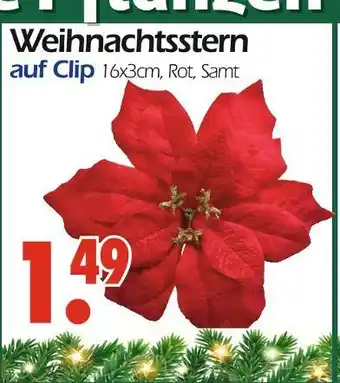 Wreesmann Weihnachtsstern auf clip Angebot