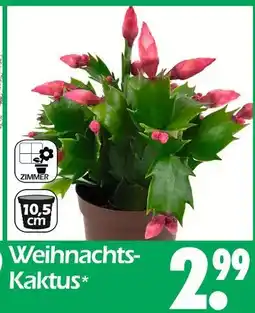 Wreesmann Weihnachts-kaktus Angebot