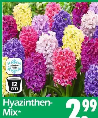 Wreesmann Hyazinthen-mix Angebot