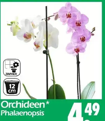 Wreesmann Orchideen phalaenopsis Angebot