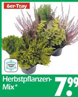 Wreesmann Herbstpflanzen-mix Angebot