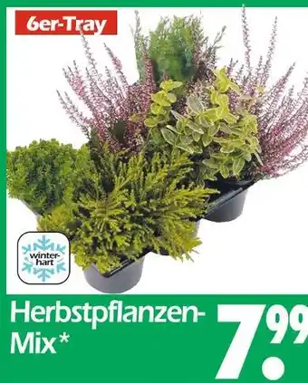 Wreesmann Herbstpflanzen-mix Angebot