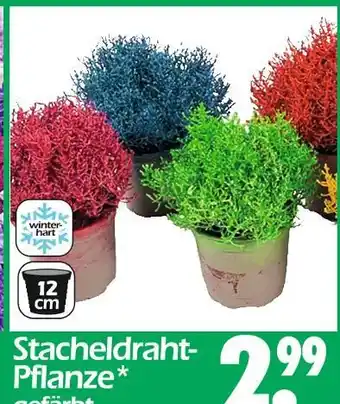 Wreesmann Stacheldraht-pflanze Angebot