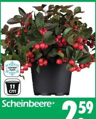 Wreesmann Scheinbeere Angebot