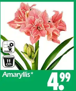 Wreesmann Amaryllis Angebot