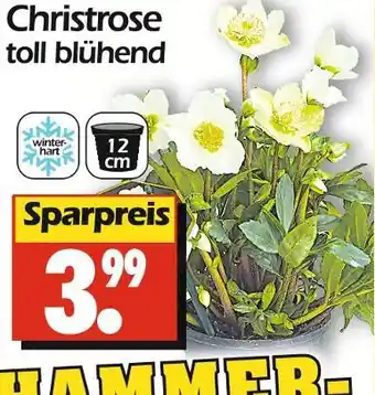 Wreesmann Christrose Angebot