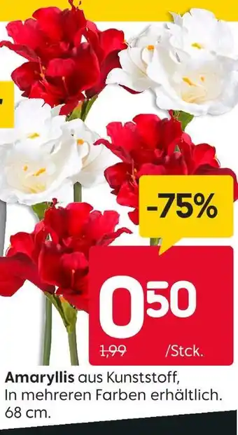 Rusta Amaryllis Angebot
