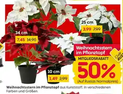 Rusta Weihnachtsstern im pflanztopf Angebot