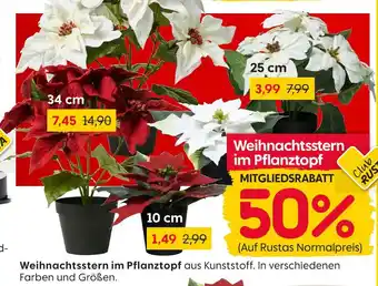 Rusta Weihnachtsstern im pflanztopf Angebot