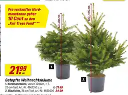 toom Baumarkt Getopfte weihnachtsbäume nordmanntanne Angebot