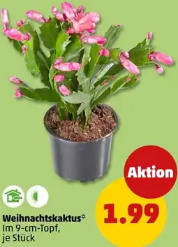 PENNY Weihnachtskaktus Angebot