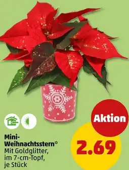 PENNY Mini Weihnachtsstern Angebot