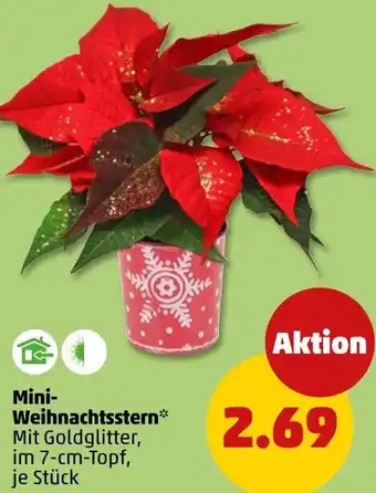 PENNY Mini Weihnachtsstern Angebot
